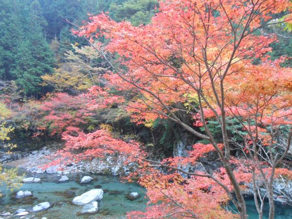 弥山に向かう３０９号沿いのミタライ渓谷の紅葉。
